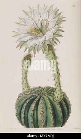 . Echinopsis eyriesii . 1838. Lindley 177 Echinopsis eyriesii (Echinocactus eyriesii var. glaucus) Edwards's Bot. Reg. 24 31. 1838 Foto Stock