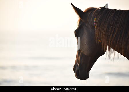 Cavallo sulla spiaggia Foto Stock