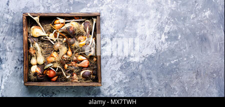 Set di fiori di tulipani bulbi in cassetta di legno Foto Stock