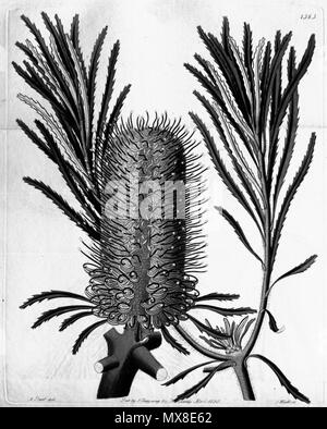 . Questa è una scansione in bianco e nero di Edwards di registro botanico, Volume 16, Piastra 1363. Banksia littoralis (Banksia littoralis R.Br.). 1830. TBA 180 Edwards botanico Volume di registro 16 Piastra 1363 - Banksia littoralis Foto Stock