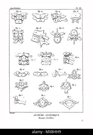 190 Encyclopédie méthodique - Systeme Anatomique, PL11 Foto Stock