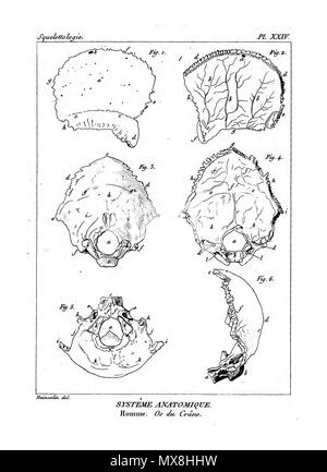 190 Encyclopédie méthodique - Systeme Anatomique, PL24 Foto Stock