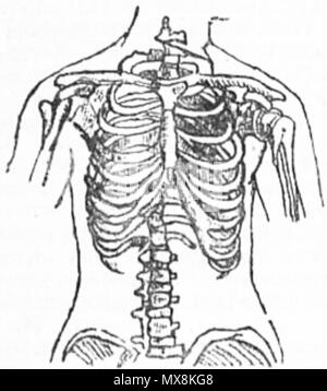 . Русский: Нормальная женская грудная клетка. 1895. Sconosciuto 205 femmina normale del torace Foto Stock