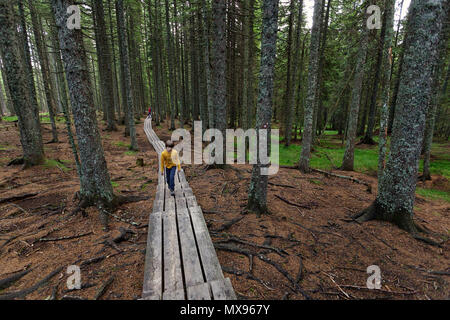 Giovane ragazzo in giallo t-shirt camminando sul percorso di legno attraverso dense foreste di pino Foto Stock