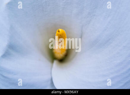 Soft focus di bianco Zantedeschia aethiopica (noto come Calla Lily e arum lily) con giallo spathe - Araceae, Alismatales Foto Stock