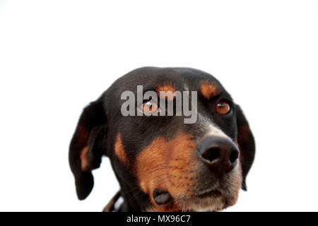 Ritratto di un levriero cane Foto Stock