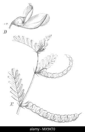 . Illustrazione dal libro . 1891. Paolo Hermann Wilhelm Taubert (1862-1897) 280 Hippocrepis unisiliquosa Taub122c Foto Stock