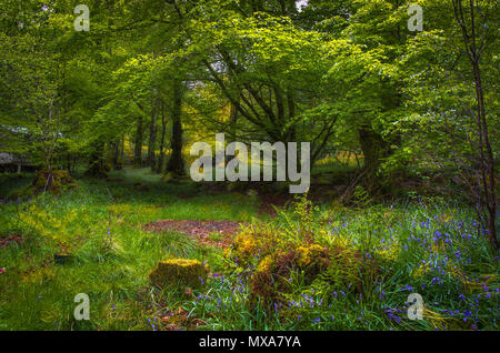 Incantevole Fairy Glen in Scozia tramonto sull'apertura nella foresta. La luce del sole che splende attraverso gli alberi su a prato. Foto Stock