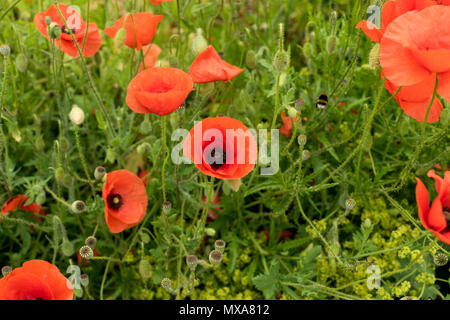 Fiori di papavero in Roeselare Foto Stock