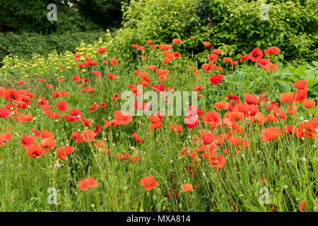 Fiori di papavero in Roeselare Foto Stock