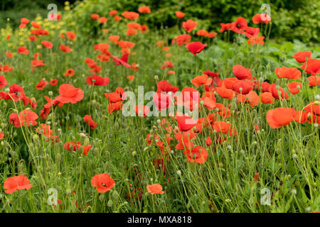 Fiori di papavero in Roeselare Foto Stock