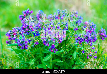 Primo piano particolare di prato - fiori selvatici alle erbe curative - Pulmonaria mollis. Foto Stock