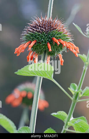 Leone la coda (Leonotis leonurus). Noto anche come Wild Dagga. Foto Stock