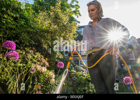 Una signora acque il suo giardino con il sole estivo attraverso la rottura con retroilluminazione spruzzi di acqua dal tubo flessibile Foto Stock