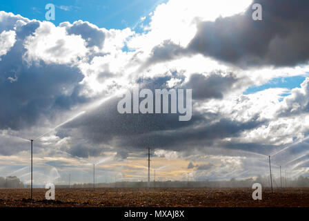 Campo con sprinkler irrigare la semina in una giornata con cielo molto nuvoloso. Tempesta. Foto Stock