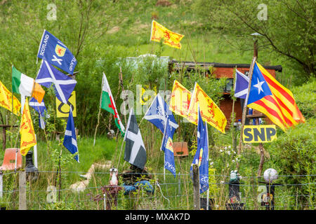 Flag di SNP in Scozia con bandiera nazionale nel giardino. Foto Stock