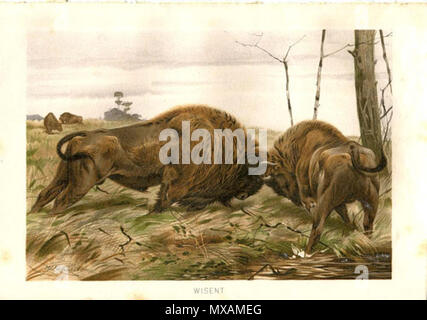. Inglese: originale stampa antichi di bisonte europeo, noto anche come Wisent, da Alfred Brehm la vita degli animali (Tierleben). È probabilmente da 1892 o 1900 edition. Litho firmato W. Kuhnert. Dimensioni complessive: circa 25 x 17 cm. o 9,8 x 6,7 pollici. Dimensioni immagine: circa 20,5 x 14 cm. o 8,1 x 5,5 pollici. Tra il 1892 e il 1900. Alfred Brehm la vita degli animali (Tierleben) 293 Il 570xN.490317093 m407 Foto Stock