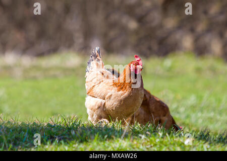 Grande bella bella rosso marrone alimentazione galline all'aperto in verde prato con erba fresca sulla luminosa giornata di sole su sfondo sfocato. Allevamento di pollame e altri volatili, chi Foto Stock