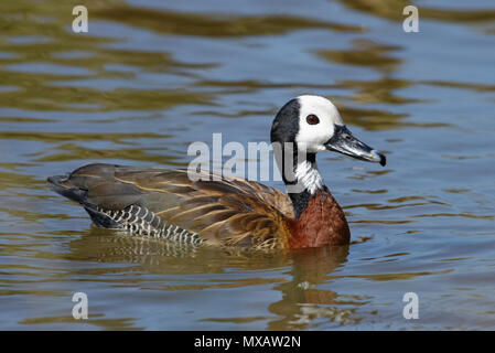 Di fronte bianco-sibili-duck - Dendrocygna viduata dal Sud America e Sud Africa Foto Stock