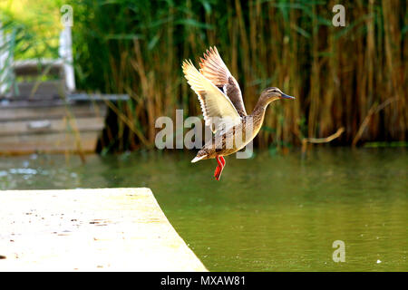 Una femmina di flying duck appena saltato fino dal piccolo molo di cemento. Foto Stock