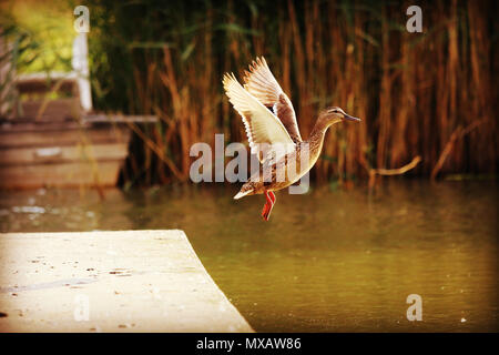 Una femmina di flying duck appena saltato fino dal piccolo molo di cemento. Foto Stock