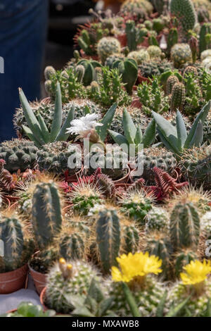 Vari tipi di piccole piante succulente e cactus Foto Stock