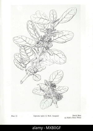 . Inglese: piastra 41 Coprosma repens A. ricca, (taupata), David Blair (in Kirk foresta Flora) . 1889. Thomas Kirk (1828-1898) 342 Kirk Foresta della flora della Nuova Zelanda41 Foto Stock
