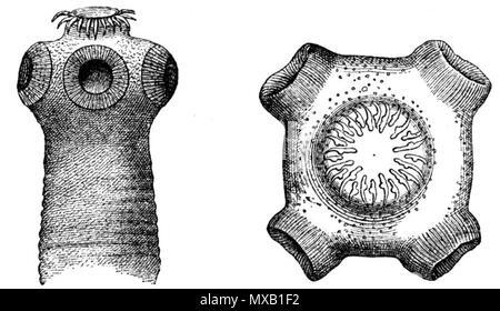 . Deutsch: Kopf des bewaffneten Bandwurms, la tenia solium. Links - von der Seite (30 mal vergr.); rechts - von oben (55 mal vergr.) Inglese: Scolex della carne di maiale tenia (tenia solium). Sinistra - Vista laterale (×30), lato destro - Vista da sopra (×55). Dimensioni originali dell'immagine: 2,8 x 1,6 in² (7.0 x 4.0 cm²). . Hubert Ludwig 346 Kopf bewaffneter Bandwurm-disegno Foto Stock