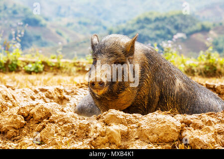 Il Vietnam in suini del campo verde Foto Stock