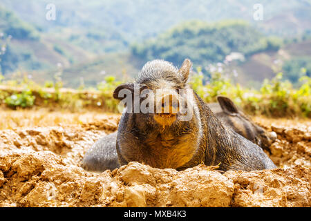 Il Vietnam in suini del campo verde Foto Stock