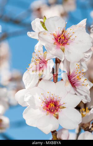 Mandorla, fiore, Prunus dulcis Foto Stock