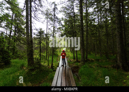 Giovane ragazzo in pioggia rossa camicia in piedi su una foresta di legno boardwalk con una lampada da testa e guardando alle sue mani. Foto Stock