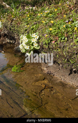 dh Primula vulgaris FLORA UK pale prismrose gialle primavera fiore fiume selvaggio fiori primaverili comuni fiume banca Foto Stock