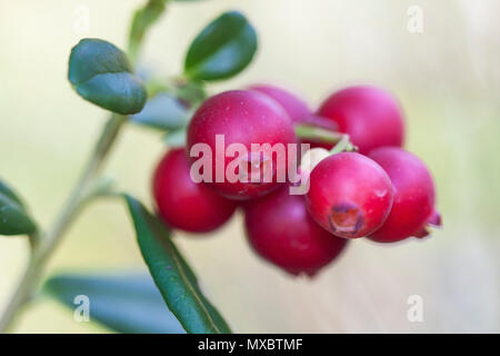 Vaccinium vitis-idaea (lingonberry, partridgeberry o cowberry) è un breve arbusto sempreverde nella famiglia di heath che porta frutti commestibili, nativo di bor Foto Stock