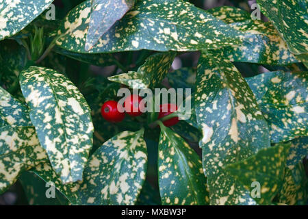 Variegata di polvere d oro pianta (Aucuba japonica variegata). Noto come variegato aucuba giapponese e variegate giapponese anche di alloro. Foto Stock