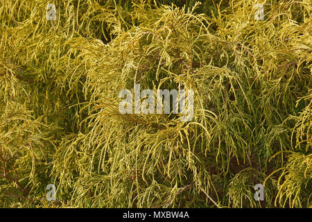 Oro threadleaf nana falso Cipresso (Chamaecyparis pisifera Filifera Aurea Nana) Foto Stock