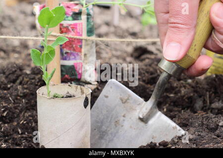 Lathyrus odoratus. Piantando giovani pisello dolce piante in carta riciclata pentole alla base della canna da zucchero impianto wigwam supporta, molla, REGNO UNITO Foto Stock