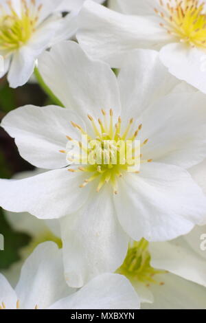 La clematide cartmanii "valanga", un arbusto sempreverde, nessun prune clematis, in fiore in primavera, REGNO UNITO Foto Stock