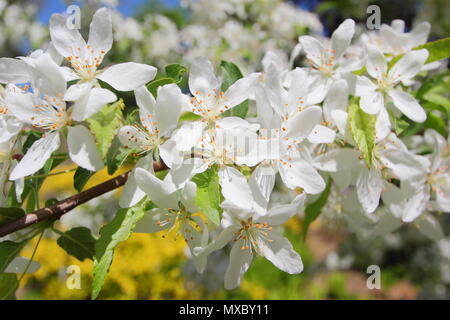 Malus transitoria. Tagliare foglie crab apple blossom in primavera, England, Regno Unito Foto Stock