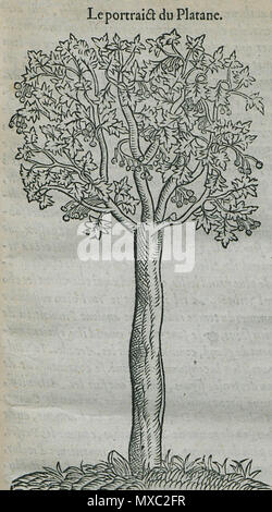 . Inglese: Pierre Belon. Les osservazioni de plusieurs singularitez & choses mémmorables, trouvées en Grèce, Asie, Judée, Egypte, Arabie, aux autres pays étrangers, Parigi, Guillaume Cavellat & Gilles Corrozet, 1554. 1554. Pierre Belon (1517-1564) nomi alternativi Bel.; Белон Пьер; Pierre Belon; Pierre Belon du Manse; Petrus Bellonius Cenomanus; Belon; Pierre Belon Le Mans Descrizione naturalista francese, scrittore, zoologo, medico, botanico e diplomatico naturalista francese Data di nascita e morte 1517 Aprile 1564 Luogo di nascita e morte Cérans-Foulletourte Parigi competente controllo : Q445 Foto Stock