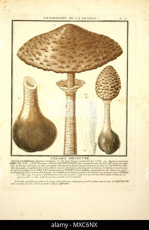 . Français : BULLIARD, Pierre, lepiote élevee (coulemelle) ou grisette . 21 maggio 2013, 18:39:31. BULLIARD, Pierre, 1780 385 Macrolepiota procera ex agaricus colubrinus - lepiote elevee (coulemelle) Foto Stock