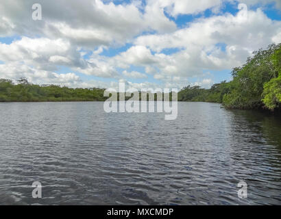 Paesaggi ripariali a New River in Belize in America centrale Foto Stock