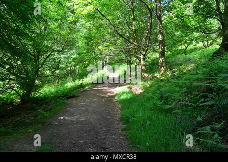 Un sentiero di campagna a Leith Hill nel Surrey. Foto Stock