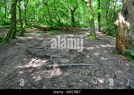 Esposti radici di albero su Leith Hill nel Surrey. Foto Stock