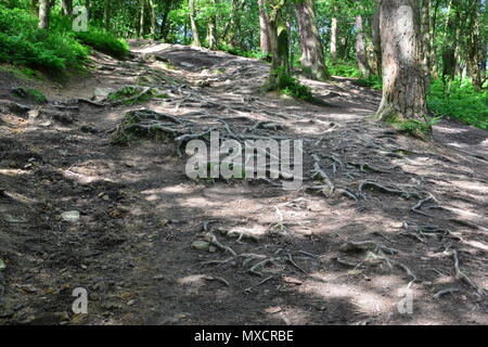 Esposti radici di albero su Leith Hill nel Surrey. Foto Stock