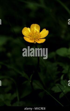 Singolo di colore giallo brillante buttercup pianta flowering in close-up, Ranunculus repens, millefiori con finitura lucida di colore giallo dorato petali Foto Stock