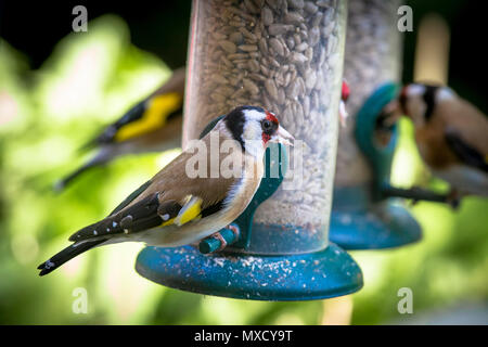 Germania, cardellino (Carduelis carduelis) a una massa di alimentazione su un balcone. Deutschland, Stieglitze (Carduelis carduelis) un einer Futterstelle auf ei Foto Stock