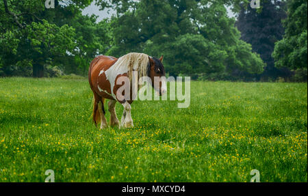 Cavallo al pascolo su Minchinhampton comune; il Cotswolds; Gloucestershire, Regno Unito Foto Stock