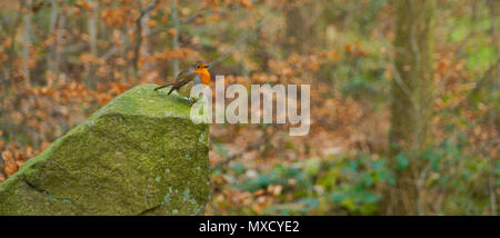 Robin appollaiato sulla roccia, REGNO UNITO Foto Stock