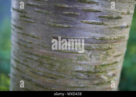 Betula alleghaniensis britton corteccia Foto Stock